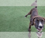 Small #7 America Bandogge Mastiff
