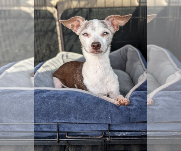 Medium Photo #1 Chihuahua-Unknown Mix Puppy For Sale in Oakhurst, NJ, USA