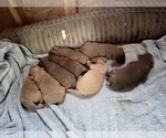Litter of 8 - Male(s) and Female(s) Chesapeake Bay RetrieverLitter of Puppies for Sale - Photo #2