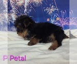 Small #1 Yorkshire Terrier