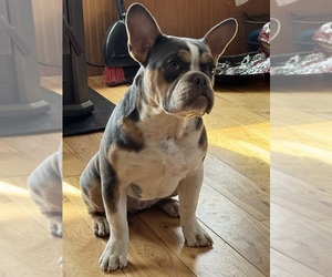 English Bulldog-French Bulldog Mix Puppy for sale in SOUTH WHITLEY, IN, USA