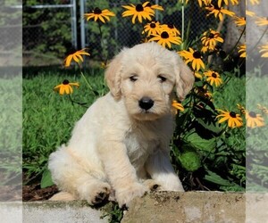 Labradoodle-Poodle (Miniature) Mix Puppy for sale in PARADISE, PA, USA