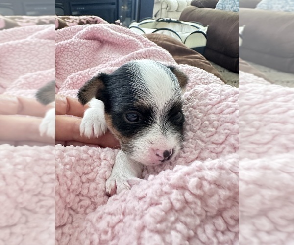 Medium Photo #11 Chorkie Puppy For Sale in SOUTH BEND, IN, USA