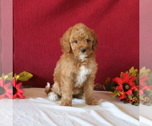 Goldendoodle Puppy for sale in GORDONVILLE, PA, USA