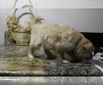 Puppy 1 Pomeranian-Poodle (Toy) Mix