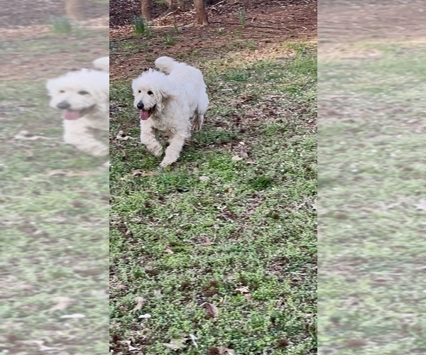 Medium Photo #10 Goldendoodle Puppy For Sale in TIMBERLAKE, NC, USA