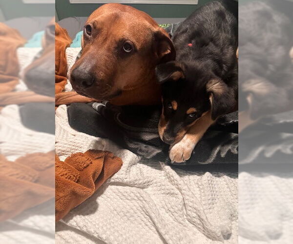 Medium Photo #5 Shepradors Puppy For Sale in Princeton, MN, USA