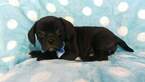 Small Photo #5 Puggle Puppy For Sale in LANCASTER, PA, USA