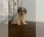 Small #27 Poodle (Miniature)