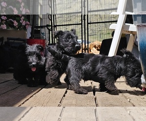 Scottish Terrier Puppy for sale in COTOPAXI, CO, USA
