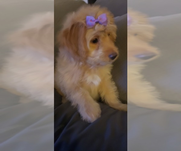 Medium Photo #9 Aussiedoodle Miniature  Puppy For Sale in OTTAWA, OH, USA