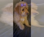 Small Photo #9 Aussiedoodle Miniature  Puppy For Sale in OTTAWA, OH, USA