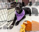 Small #1 Doberman Pinscher Mix
