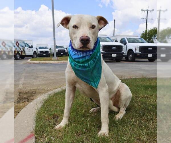 Medium Photo #1 American Staffordshire Terrier-Unknown Mix Puppy For Sale in San Antonio, TX, USA