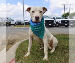 American Staffordshire Terrier-Unknown Mix Dogs for adoption in San Antonio, TX, USA