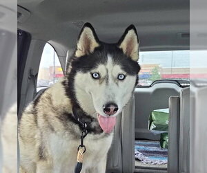 Siberian Husky Dogs for adoption in Omaha, NE, USA