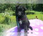 Small #8 German Shepherd Dog