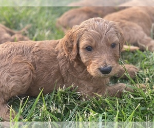 Goldendoodle Puppy for sale in COTTONTOWN, TN, USA