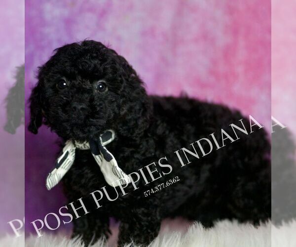 Medium Photo #86 Poodle (Miniature) Puppy For Sale in WARSAW, IN, USA