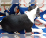 Small #4 Boston Terrier