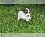 Small Photo #3 Jack Russell Terrier Puppy For Sale in FAIRMOUNT, GA, USA