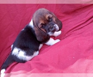 Basset Hound Puppy for sale in SALEM, WV, USA