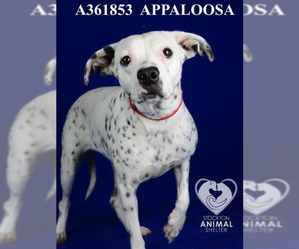 Medium Photo #2 Dalmatian Puppy For Sale in Stockton, CA, USA