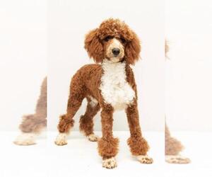 Father of the Goldendoodle (Miniature) puppies born on 01/25/2026