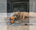 Small #3 American Pit Bull Terrier