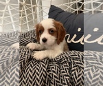 Puppy 6 Cavalier King Charles Spaniel