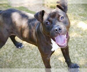 Labrador Retriever-Unknown Mix Dogs for adoption in Tallahassee, FL, USA