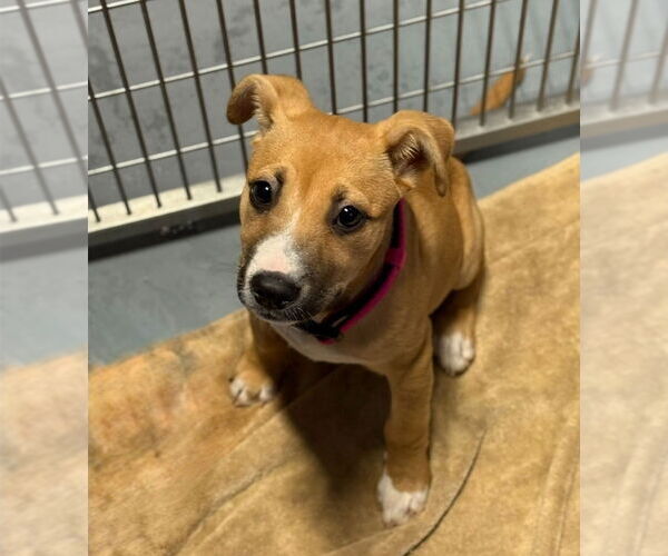 Medium Photo #4 Black Mouth Cur-Unknown Mix Puppy For Sale in Lakewood, CO, USA