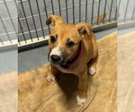 Small #3 Black Mouth Cur Mix