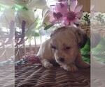 Small Photo #4 Maltipoo Puppy For Sale in PARKER, PA, USA
