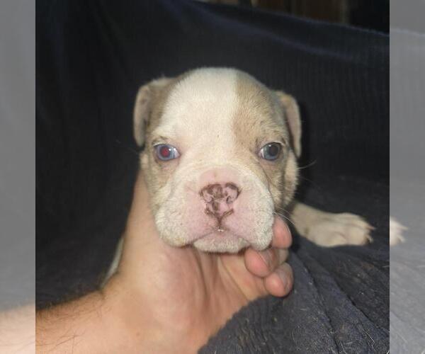 Medium Photo #7 Olde English Bulldogge Puppy For Sale in HAMLER, OH, USA