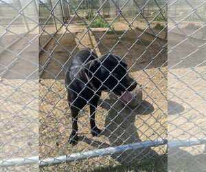 Boxador Dogs for adoption in Pryor, OK, USA