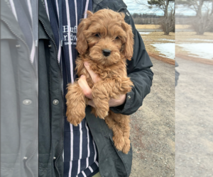Goldendoodle (Miniature) Puppy for sale in MILWAUKEE, WI, USA