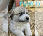Puppy Puppy 4 Great Pyrenees