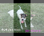 SJ Mask - Female Mutt Dog for Adoption - Small photo