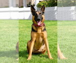 Small #16 German Shepherd Dog Mix
