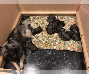 Keeshond Puppy for sale in NAMPA, ID, USA