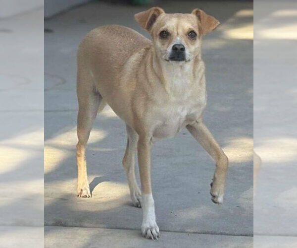 Medium Photo #3 Chihuahua-Unknown Mix Puppy For Sale in Visalia, CA, USA