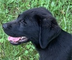 Small Photo #6 Labrador Retriever Puppy For Sale in SPOTSYLVANIA, VA, USA