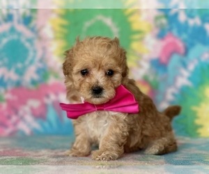 Poodle (Toy) Puppy for sale in LANCASTER, PA, USA