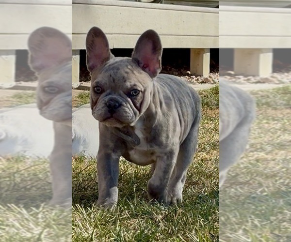 Medium Photo #1 French Bulldog Puppy For Sale in PUEBLO, CO, USA