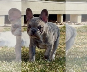 Medium French Bulldog