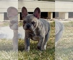 Puppy Puppy 5 French Bulldog