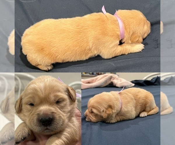 Medium Photo #60 Golden Retriever Puppy For Sale in BIG CABIN, OK, USA