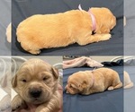 Small Photo #60 Golden Retriever Puppy For Sale in BIG CABIN, OK, USA