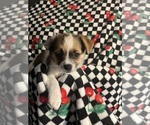 Small #9 Shorkie Tzu